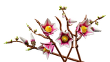11510 LEGO® Botanicals Magnolia Branches
