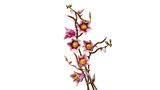 11510 LEGO® Botanicals Magnolia Branches